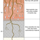 Illustration for article titled Scientists Discover Gold Literally Growing on Trees in the Outback